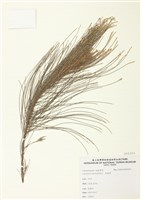 藏品(木麻黃)的圖片